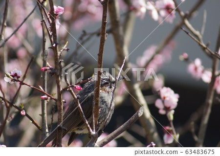 Almond tree and bulbul Almond tree and bulbul 63483675