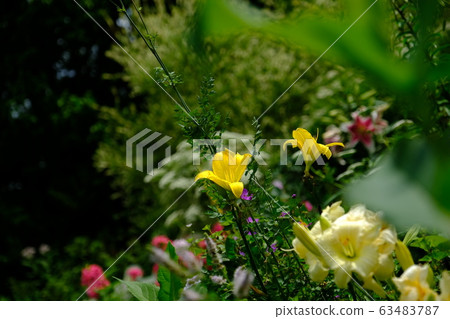 Yellow lily blooming in the sun and flowers 63483787