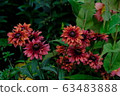 Vivid flowers_Gazania 63483888