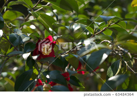 山茶花 63484364