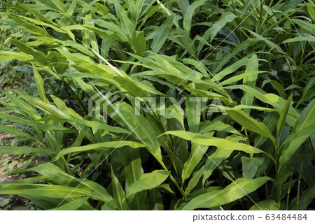 Screen-filled ginger leaves 63484484