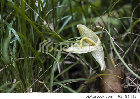 鮮花盛開的狀態 63484485