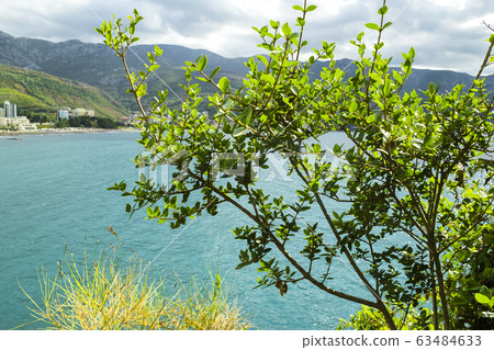 The seaside plant with coarse thick leaves grows The seaside plant with coarse thick leaves grows 63484633