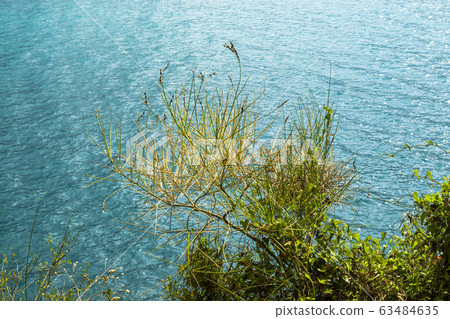 A coastal plant with thin branches grows on a A coastal plant with thin branches grows on a 63484635