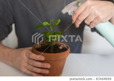 Closeup of hands of man watering a young citrus 63484699