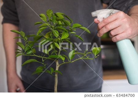 Closeup of hands of man watering citrus bonsai  63484700