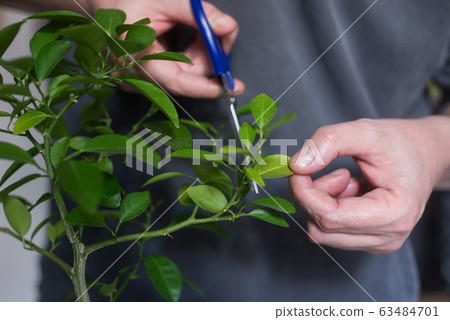 Closeup of hands of man cutting a leaf of citrus 63484701