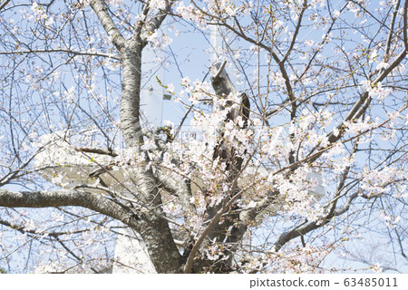 大田山公園的櫻花 大田山公園的櫻花 63485011