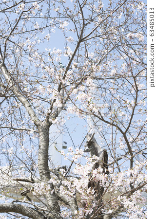 Cherry blossoms at Otayama Park Cherry blossoms at Otayama Park 63485013