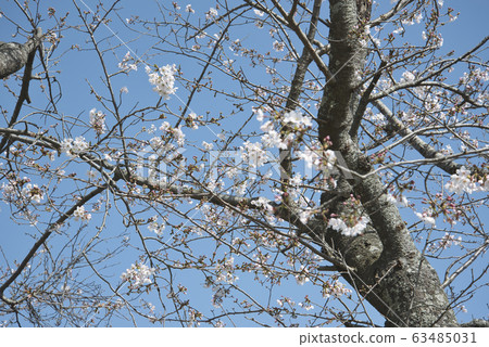 Cherry blossoms at Otayama Park Cherry blossoms at Otayama Park 63485031