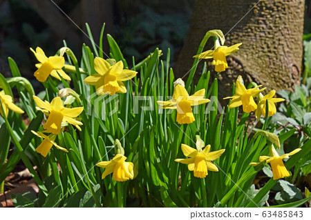 Mini Narcissus Taita Tate Mini Narcissus Taita Tate 63485843
