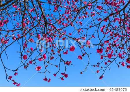 The appearance of red plum blossoms blooming in the early spring against a blue sky The appearance of red plum blossoms blooming in the early spring against a blue sky 63485973