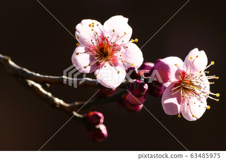 The beautiful appearance of red plum blossoms bloomed in early spring 63485975
