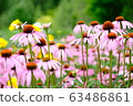 Pink flower_echinacea_flower language_kindness 63486861