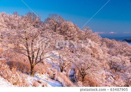 《Saitama Prefecture》Rime Ice and Chichibu's Great Sea of Clouds, Snowy Mountain Park 《Saitama Prefecture》Rime Ice and Chichibu's Great Sea of Clouds, Snowy Mountain Park 63487905