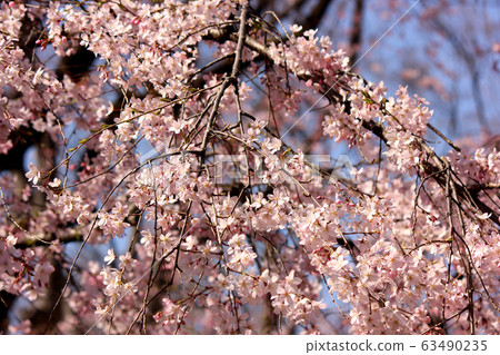 Rikugien garden weeping cherry blossoms at their best (3) 63490235