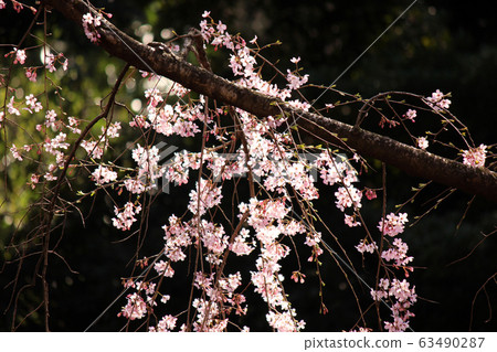 Rikugien weeping cherry blossoms in spring sunlight (8) 63490287