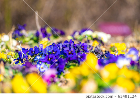Pansies Flowers Flowers [Nagano Prefecture] 63491124