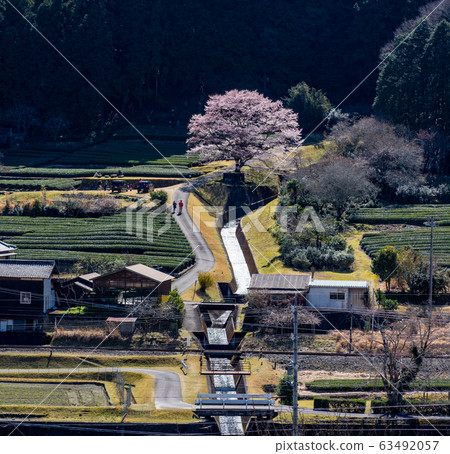 Light Ink cherry tree of Misugi, Mie Prefecture 63492057