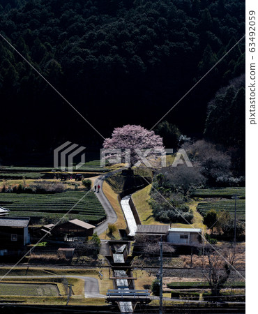 Light Ink cherry tree of Misugi, Mie Prefecture 63492059