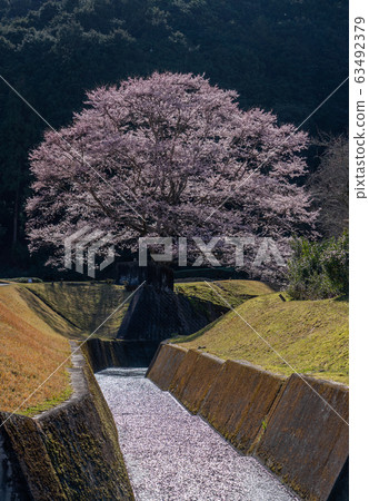 Light Ink cherry tree of Misugi, Mie Prefecture Light Ink cherry tree of Misugi, Mie Prefecture 63492379