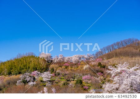 福島縣花山公園 63492530