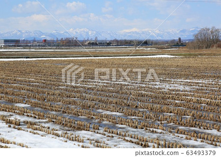 Thawed rice fields Thawed rice fields 63493379