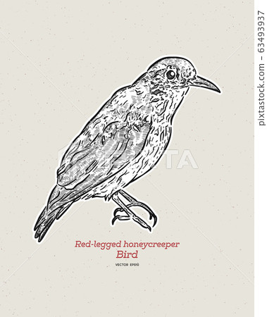 The red-legged honeycreeper (Cyanerpes cyaneus), The red-legged honeycreeper (Cyanerpes cyaneus), 63493937