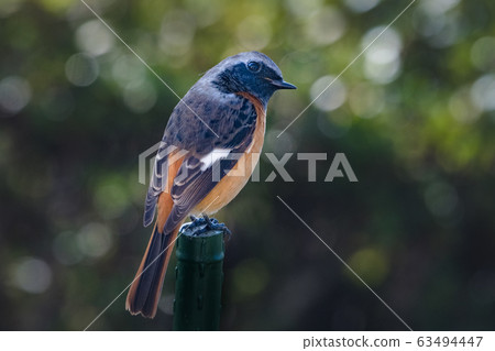 冬季候鳥 冬季候鳥 63494447