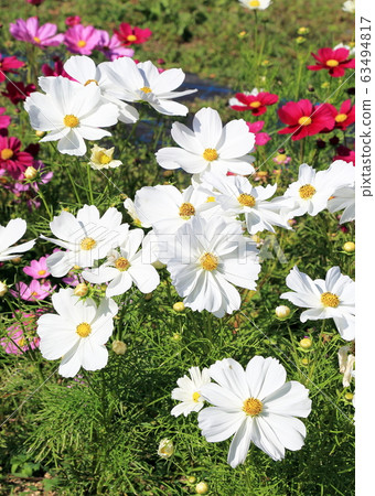 Cosmos Cosmos 63494817