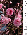 cherry blossom, cherry tree, sakura 63494875