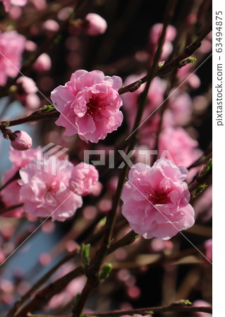 cherry blossom, cherry tree, sakura 63494875