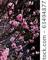 cherry blossom, cherry tree, sakura 63494877
