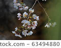 cherry blossom, cherry tree, sakura 63494880