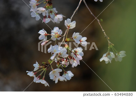 櫻花 櫻 賞櫻 63494880