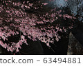 cherry blossom, cherry tree, sakura 63494881