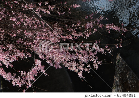 櫻花 櫻 賞櫻 63494881