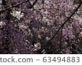cherry blossom, cherry tree, sakura 63494883