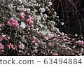 cherry blossom, cherry tree, sakura 63494884