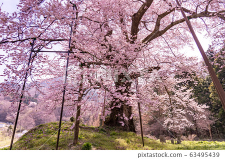 Fukushima Prefecture Kawamata Town Komazakura in Akiyama Fukushima Prefecture Kawamata Town Komazakura in Akiyama 63495439
