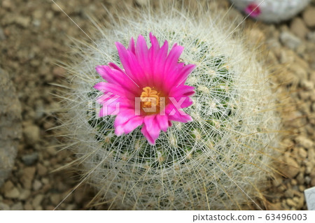 Cactus flower 63496003