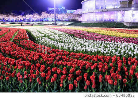 娜娜娜娜的佐藤鬱金香照亮 63496052