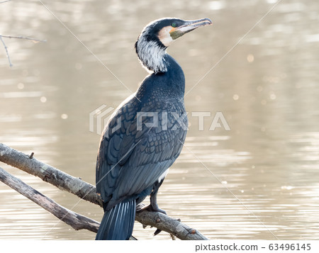 Cormorant 63496145