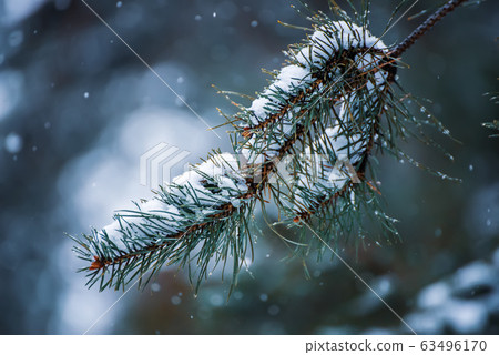 Fir tree branches Fir tree branches 63496170