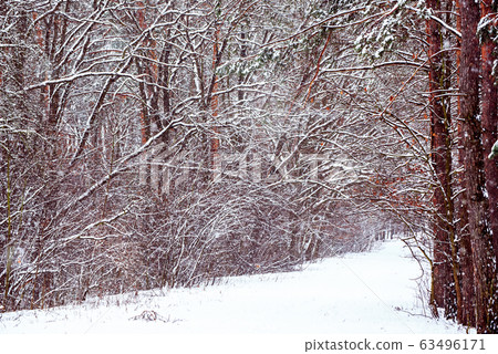 Winter forest with path 63496171