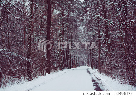 Winter forest with path Winter forest with path 63496172