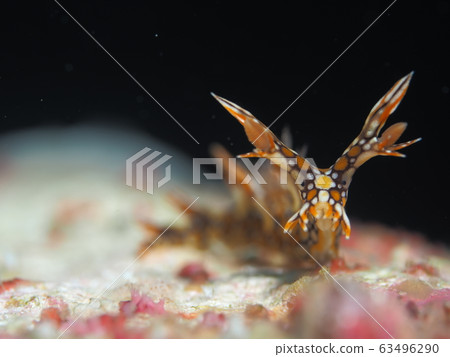 Heydoshi Umi 63496290