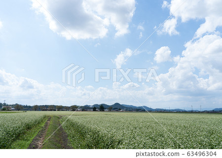 一個蕎麥領域充滿了蕎麥花和空副本空間 63496304