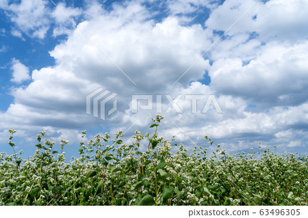 一個蕎麥領域充滿了蕎麥花和空副本空間 一個蕎麥領域充滿了蕎麥花和空副本空間 63496305