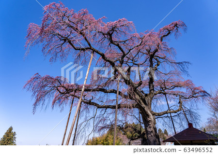 Fukushima Prefecture Koriyama City Red Weeping Jizo Zakura 63496552